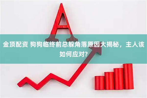 金顶配资 狗狗临终前总躲角落原因大揭秘，主人该如何应对?
